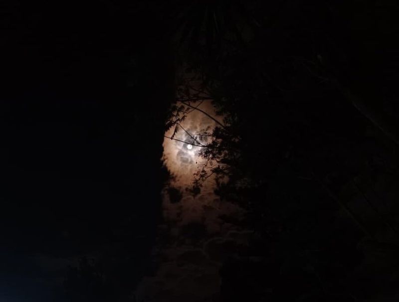 Quando anche le scimmie smettono di saltare. Essere testimone nella crisi