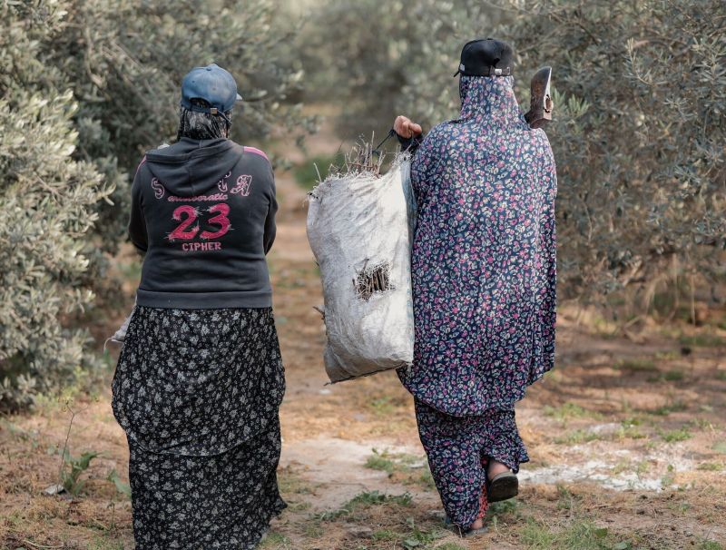 PALESTINA — LA RACCOLTA DELLE OLIVE COME SOLIDARIETÀ NONVIOLENTA